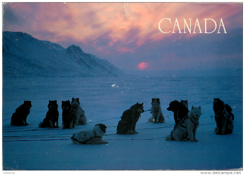 Sled Dogs, Canada Postcard Posted 1992 Stamp - Cartes Modernes