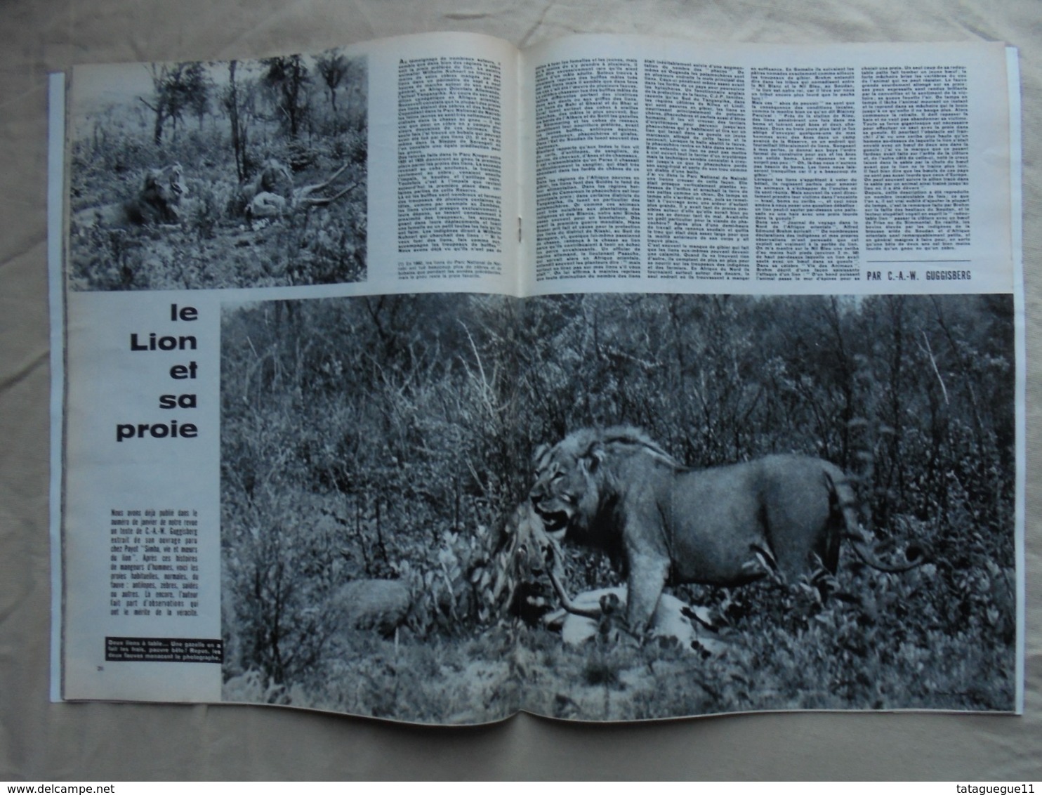 Ancien - Revue La Vie Des Bêtes Et L'ami Des Bêtes - N° 45 Avril 1962 - - Animaux