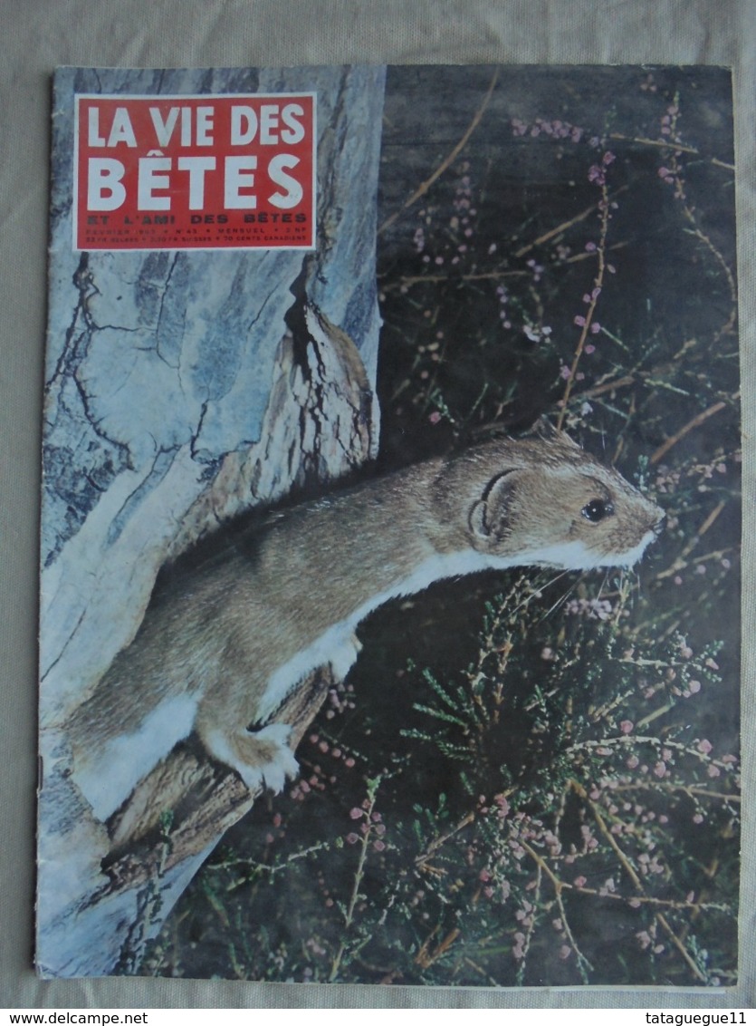 Ancien - Revue La Vie Des Bêtes Et L'ami Des Bêtes - N° 43 Février 1962 - - Animaux