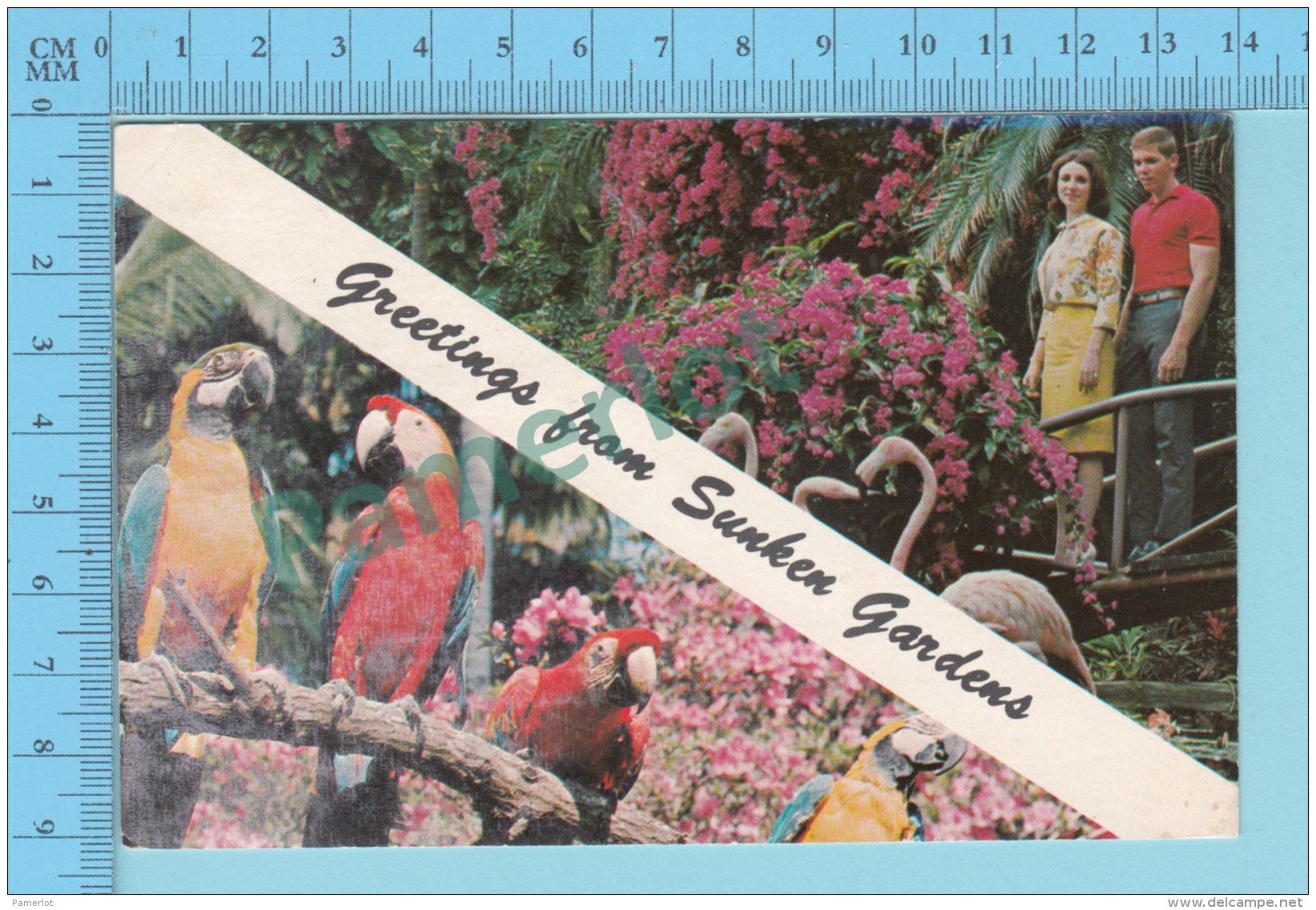 Greetings From -  Sunken Gardens St. Petersburg , Multiview   - Florida USA - 2 Scans - Souvenir De...