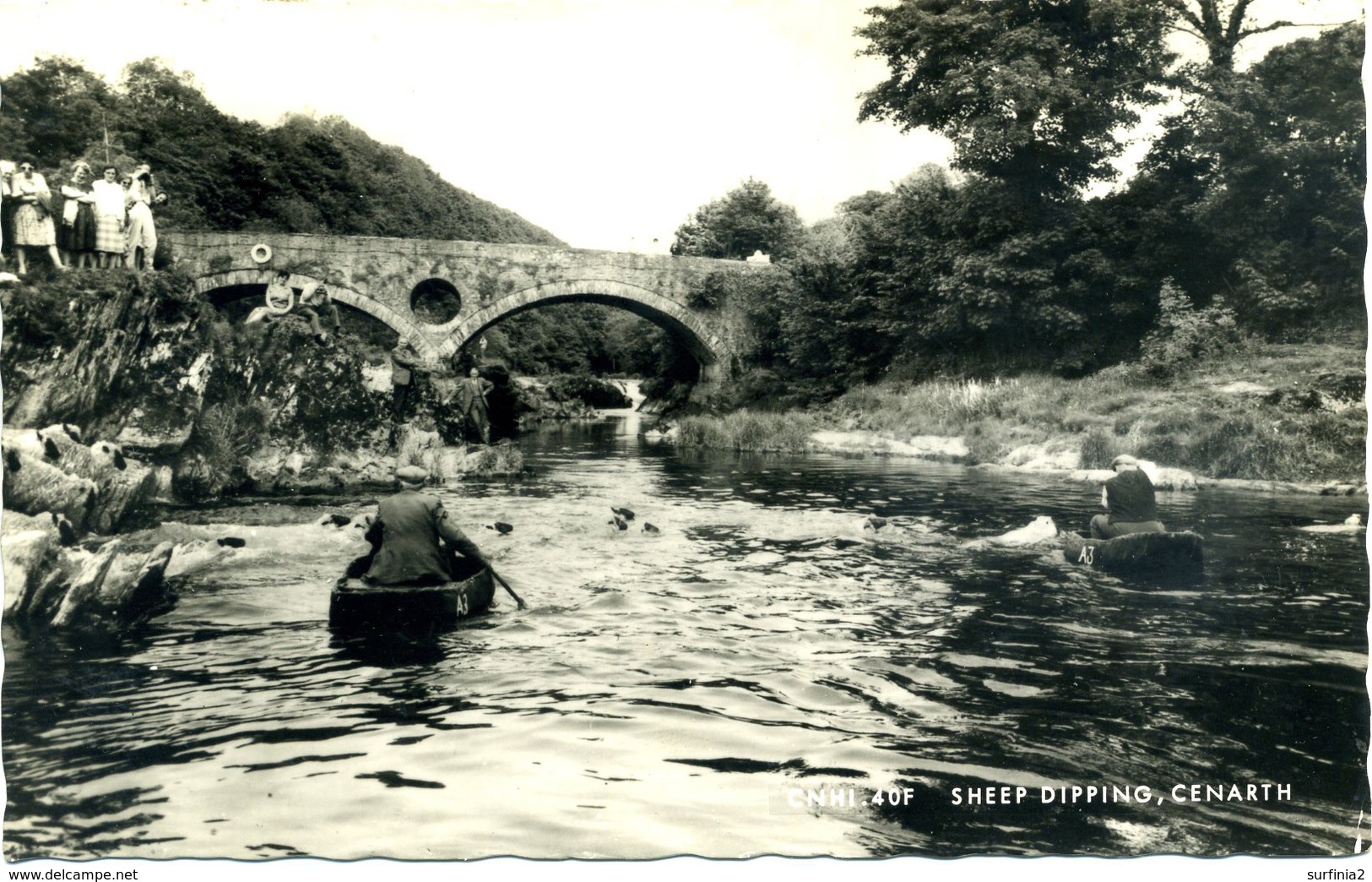 DYFED - CENARTH - SHEEP DIPPING RP  Dyf279 - Cardiganshire