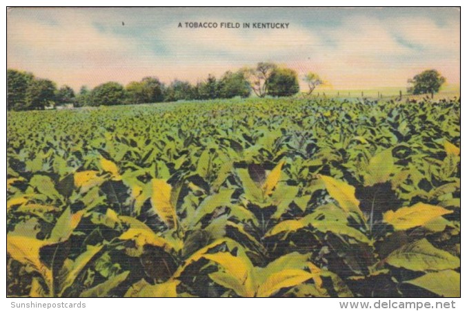 Tobacco Field In Kentucky 1953 - Tobacco