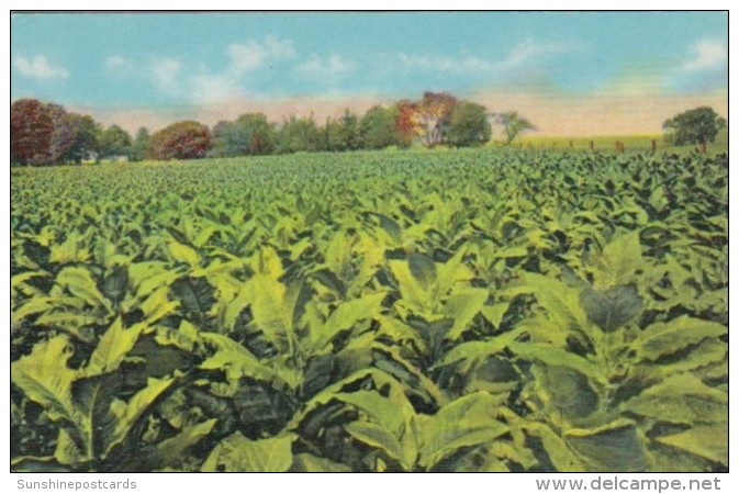 Tobacco Field In Old Kentucky Curteich - Tobacco