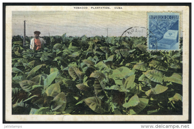 TOBACCO Plantation, Cigars, Old Maximum Card With Light Staining - Maximum Cards