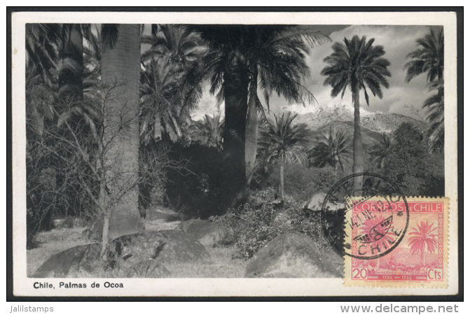 Maximum Card Of 14/JA/1942: Ocoa Palm Trees, VF Quality - Chile