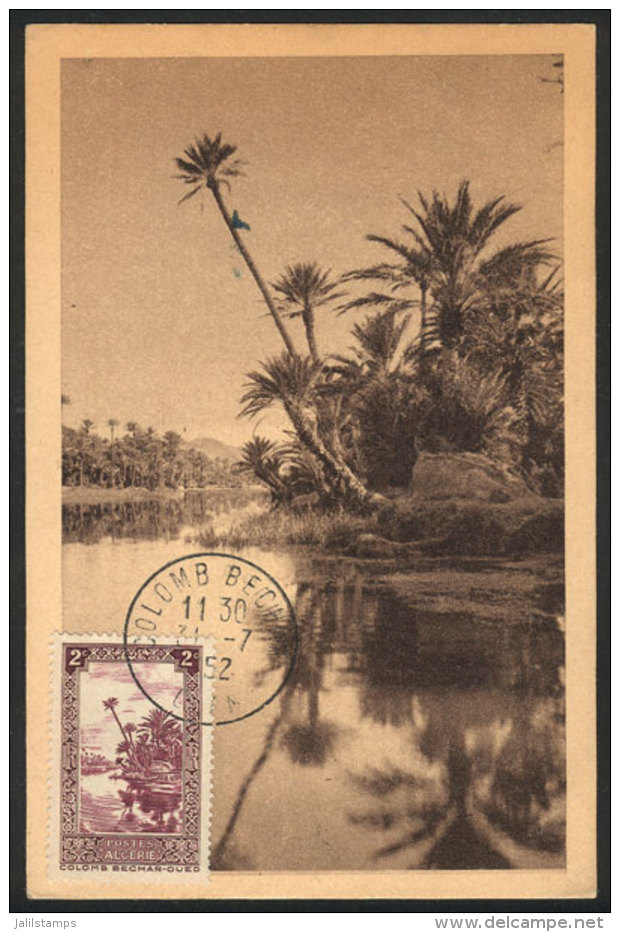 COLOMB-BECHAR: A Wadi, Palm Trees, Maximum Card Of 31/JUL/1952, VF Quality - Algeria (1962-...)