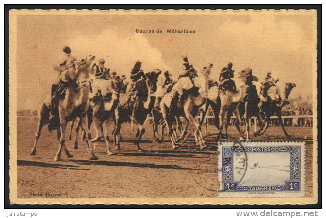 Maximum Card Of 1938, Topic CAMELS, VF Quality - Algeria (1962-...)