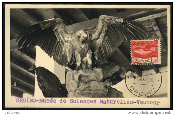 Maximum Card Of 23/MAR/1946: EAGLE, With Cancel Of Ordino, VF Quality - Other & Unclassified