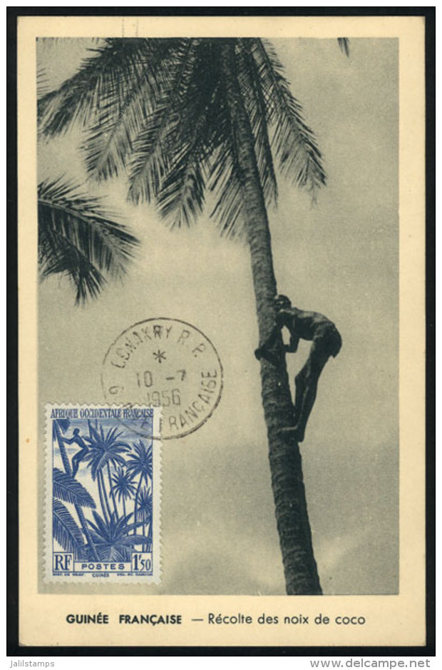 Collecting Coconuts, Maximum Card Of 10/JUL/1956, VF - Briefe U. Dokumente