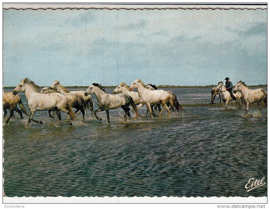 13 - En Camargue : Chevaux En Manade - Other & Unclassified