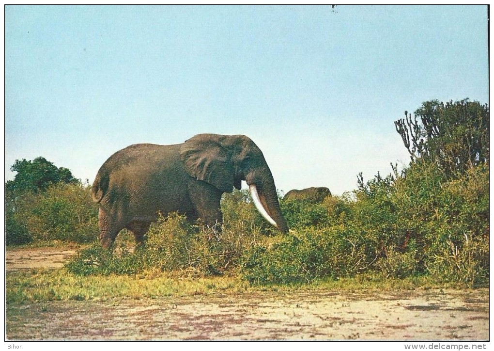 Elephant  éléphant Elefant - Congo / Parc National Albert - Elephants