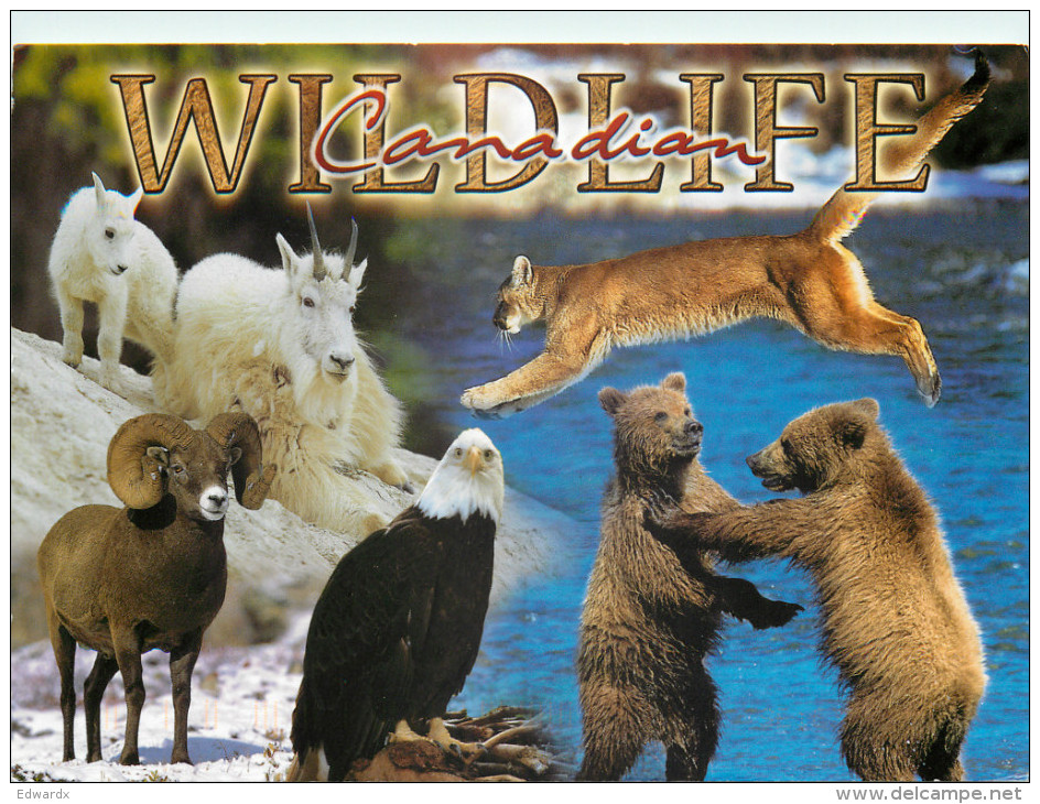 Wildlife, Alberta, Canada Postcard Posted 2011 Stamp - Autres & Non Classés