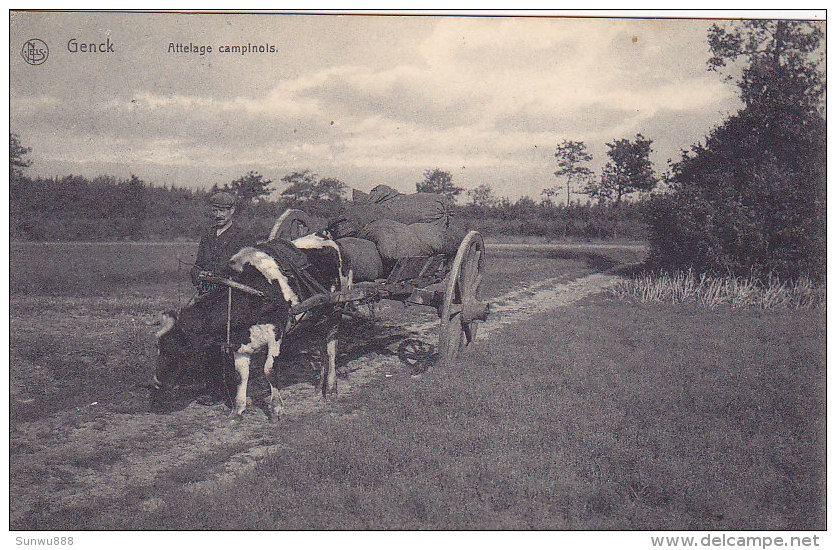 Genk Genck - Attelage Campinois (boeuf, Animation, Nels, Maison Stulens) - Genk