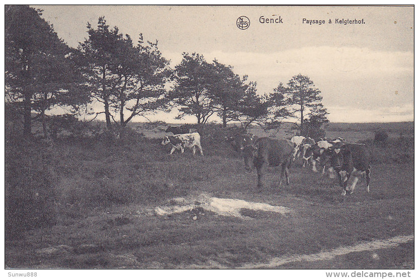 Genk Genck - Paysage à Kelgterhof (animation, Vaches, Koeien, Maison Stulens) - Genk