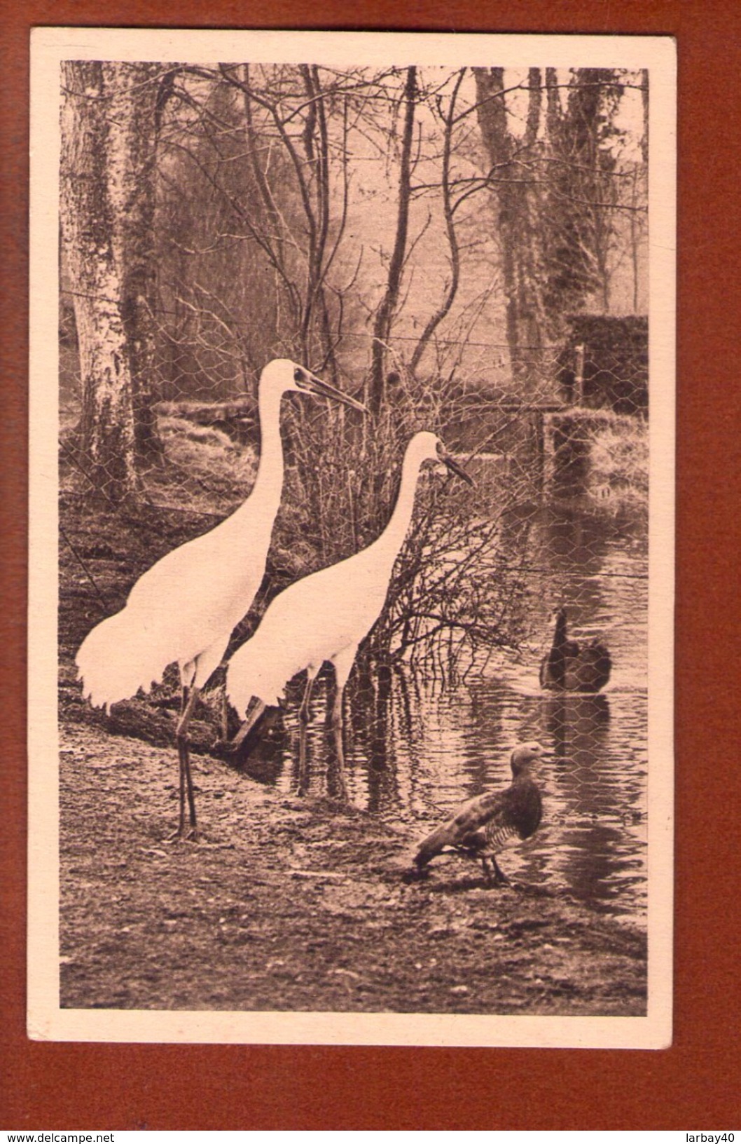 1 Cpa Parc Zoologique De Cleres Grues Blanches - Clères