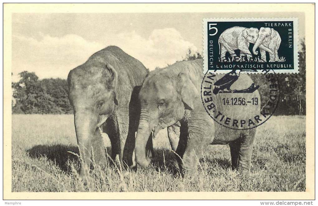 1956  Eléphants Africains  FDC - Maximumkarten (MC)