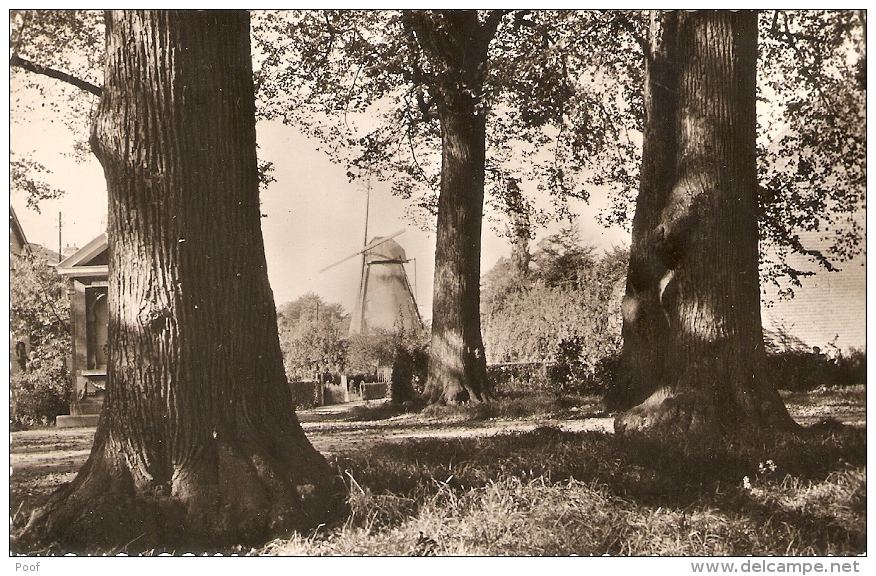 Boechout : Molen Tussen De Bomen Door. - Boechout