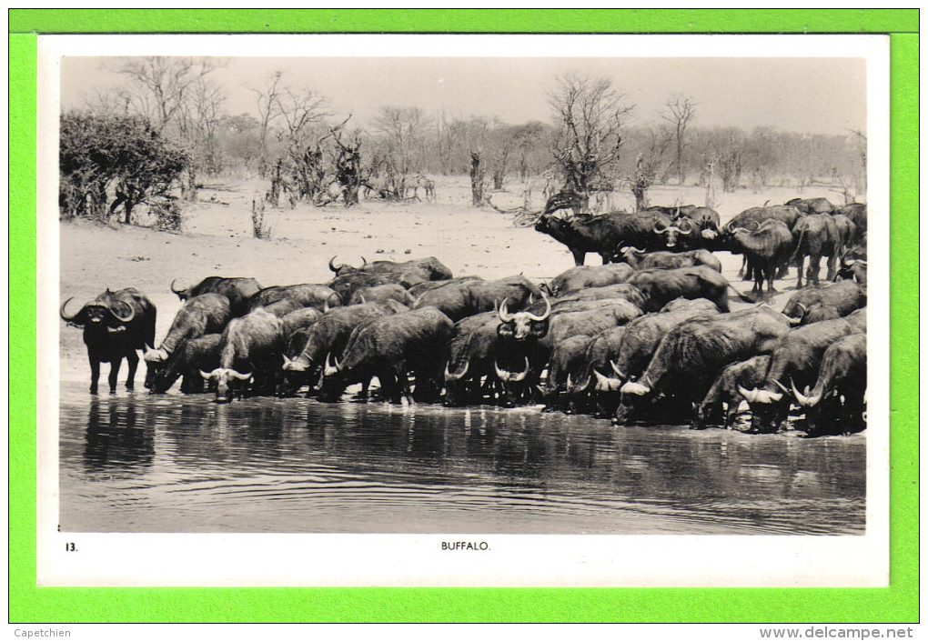 BUFFALO - TROUPEAU DE BUFFLES E ZAMBIE - Carte Vierge - Zambia