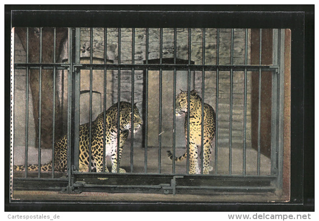 CPA London, Leoparden Im Zoo - Tigri