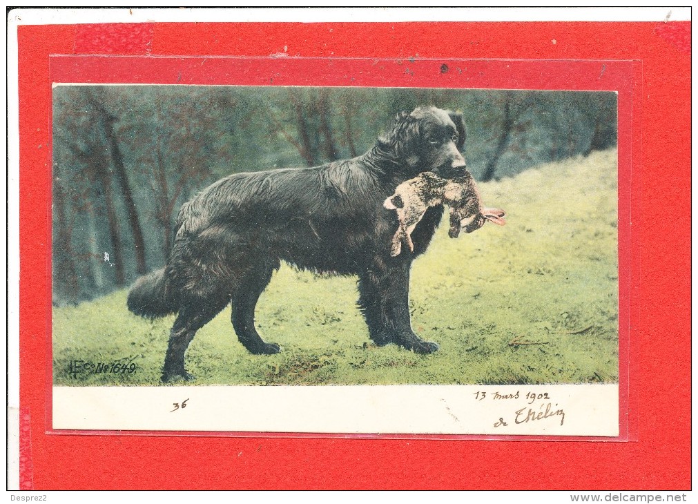 CHIEN Cpa  De Chasse Avec Un Lapin         L F Co 1649 - Cani