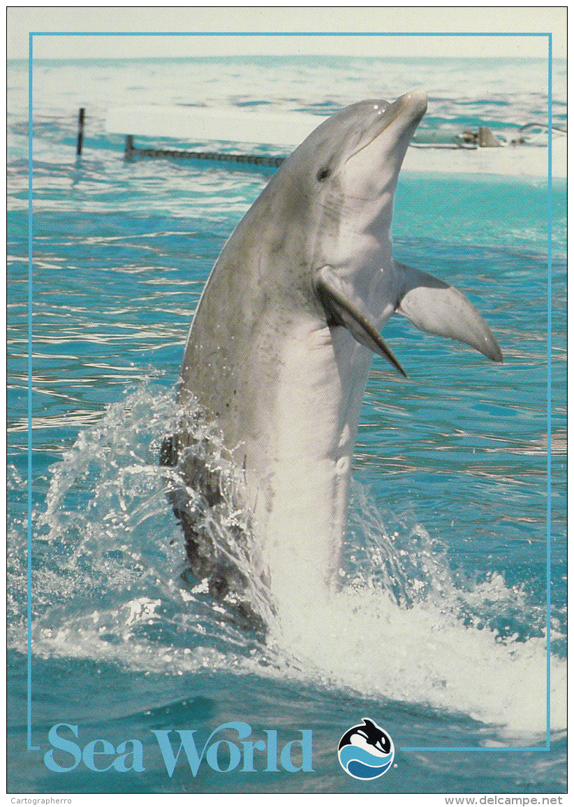 Come Flip Over Our Dolphins At Sea World - Dolfijnen