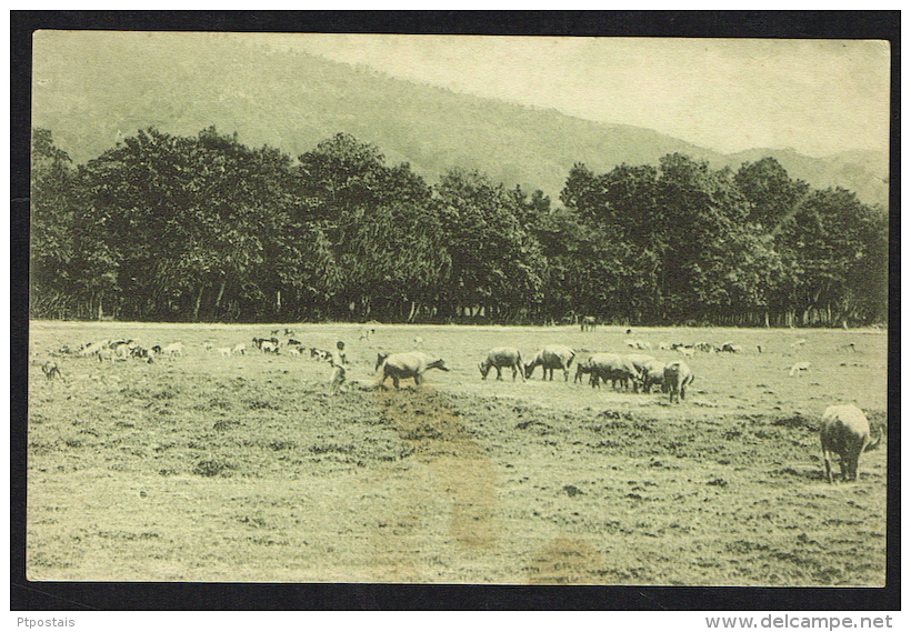 TIMOR PORTUGUÊS - Um Campo De Pastagem - East Timor