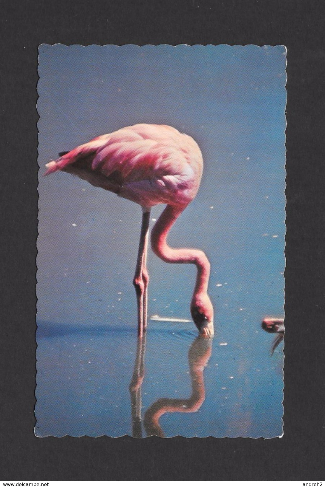 ANIMAUX - ANIMALS - OISEAUX - BIRDS - FLAMANT ROSE - FLAMINGOS - ÉDITION LA SOCIÉTÉ ZOOLOGIQUE DE QUÉBEC PHOTO J.C.CARON - Oiseaux