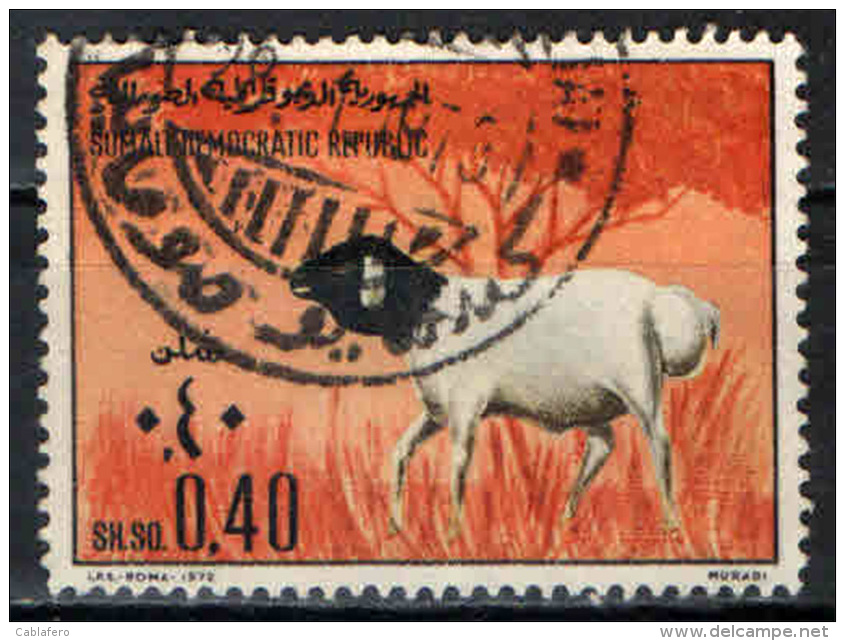 SOMALIA - 1972 - ANIMALI: PECORA - USATO - Somalia (1960-...)