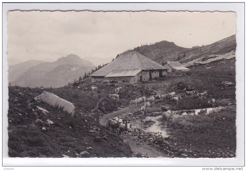 Les Sciernes D´Albeuve, Chalet De Lys Avec Troupeau De Vaches - Albeuve