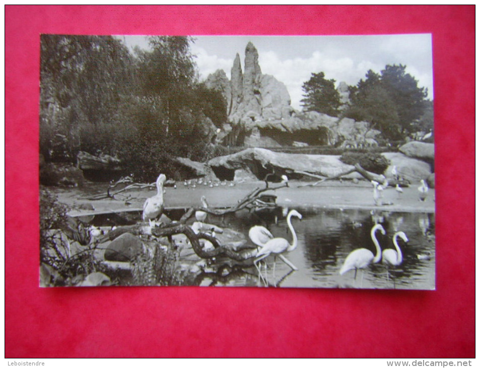 CPSM PHOTO GLACEE ALLEMAGNE CARL HAGENBECK'S TIERPARK HAMBURG STELLINGEN VOGELTEICH  N0N VOYAGEE - Stellingen