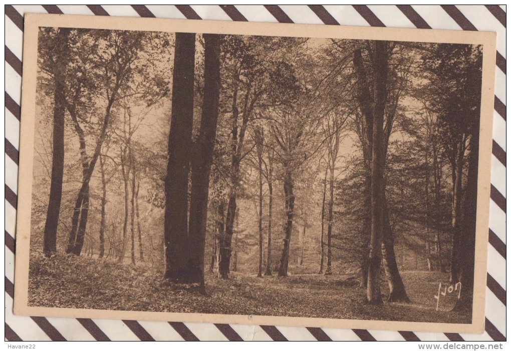 6AI4180 FONTAINEBLEAU UN JOLI COIN DE LA FORET EN AUTOMNE   2 Scans - Fontainebleau