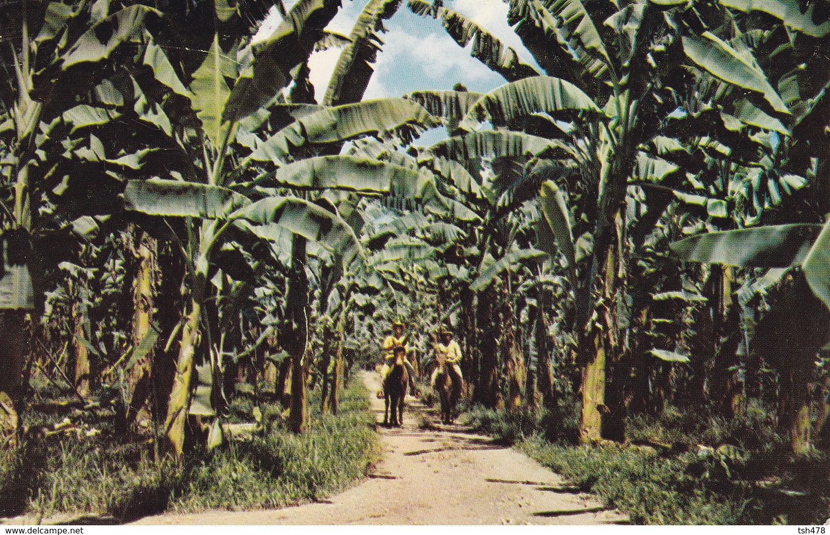 PANAMA---puerto Armuelles-prov. De Chiriqui--banana Plantation-- Voir 2 Scans - Panama