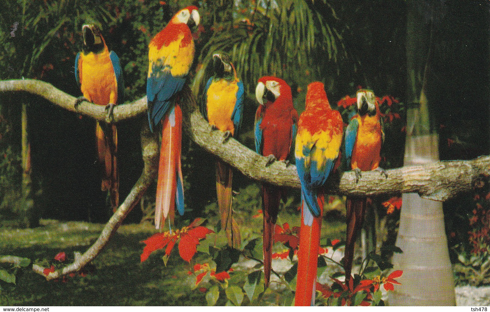 PANAMA---guacamayos Y Poinsettias--( Oiseaux Perruches Perroquets) Voir 2 Scans - Panama