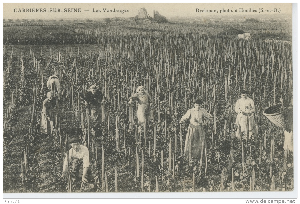 CARRIERES SUR SEINE - Les Vendanges - Carrières-sur-Seine