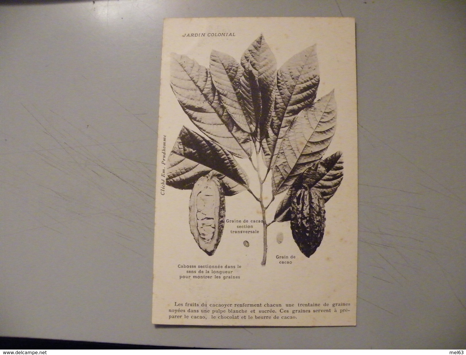 A400. CPA. MADAGASCAR. Graine De Cacao.  .  Beau Plan. Non écrite - Madagascar