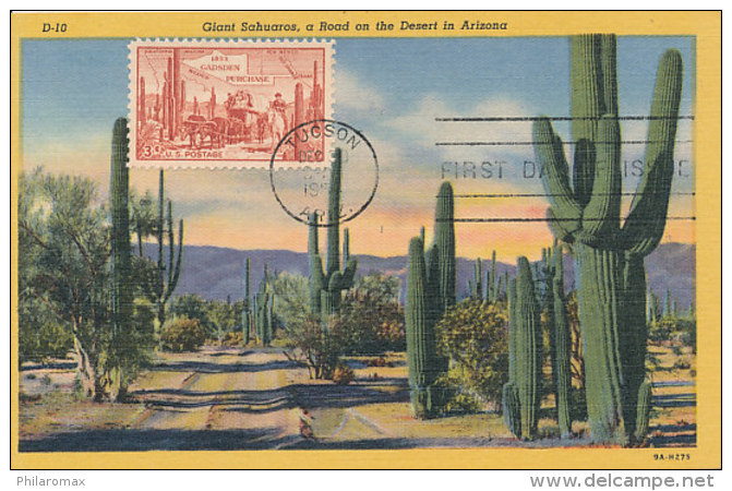 D26293 CARTE MAXIMUM CARD FD 1953 USA - SAHUARO CACTUS TUCSON CP ORIGINAL - Cactus
