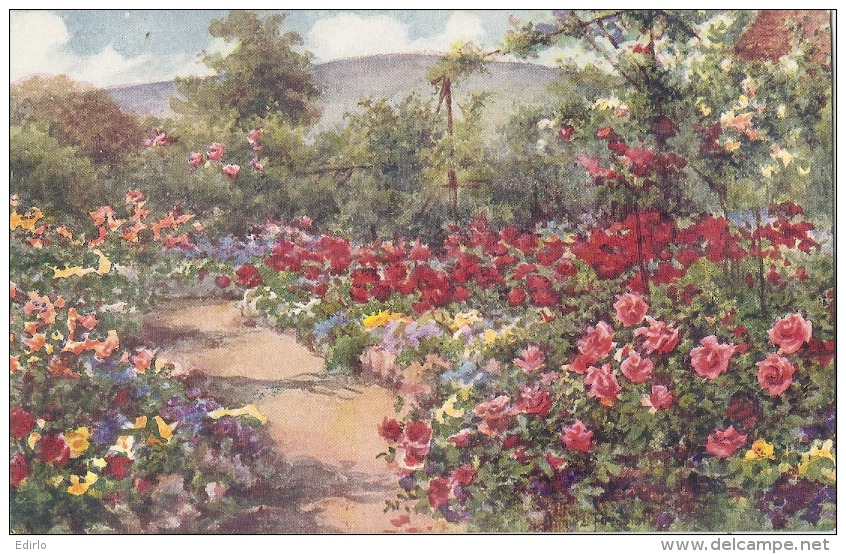 Illustrateur  - Old Mille Garden Wanook The Rose Garden - Unused TTB - 1900-1949