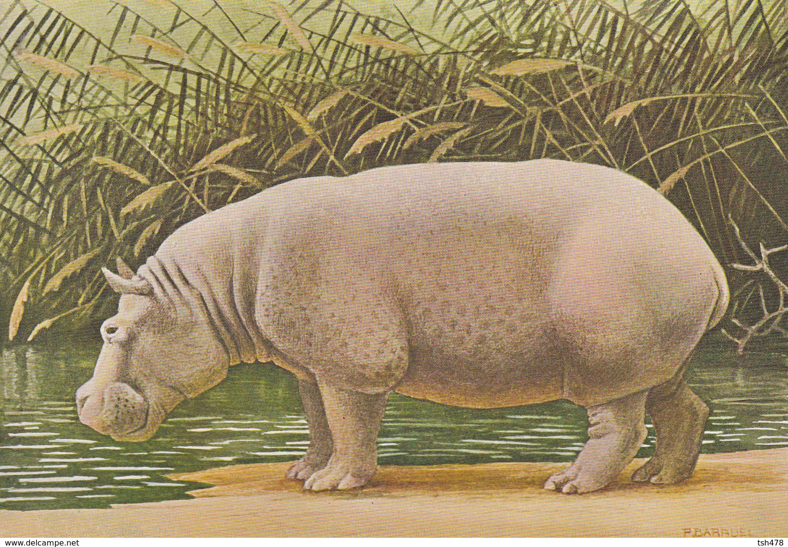 ANIMAUX---HIPPOPOTAME--ILLUST.  P. BARRUEL-- Voir 2 Scans - Hippopotames