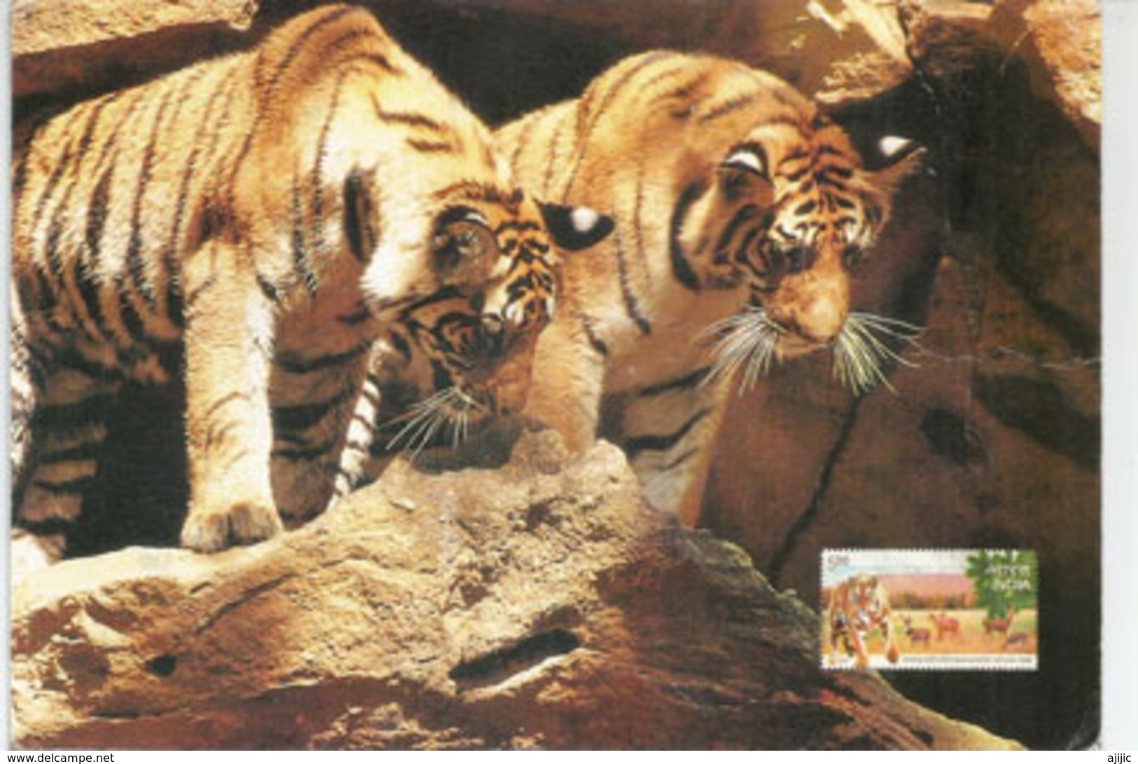 Bloc De 8 Timbres Gandhi Sur Carte Postale "Tiger Cubs" Du Bandhavgarh National Park, Adressée ANDORRA - Mahatma Gandhi