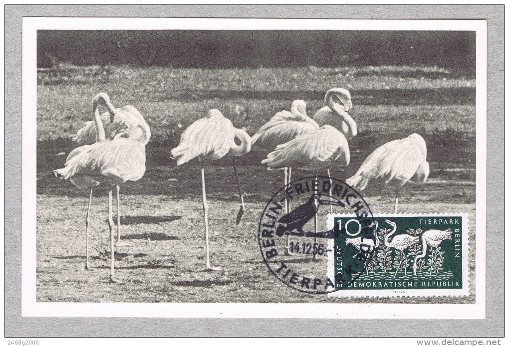 Oiseaux Birds Flammants Roses Frnicotteri  Wildlife Animals Faune Animaux Maximum Cards 1956 DDR Tierpark Berlin Zoo 606 - Flamingo