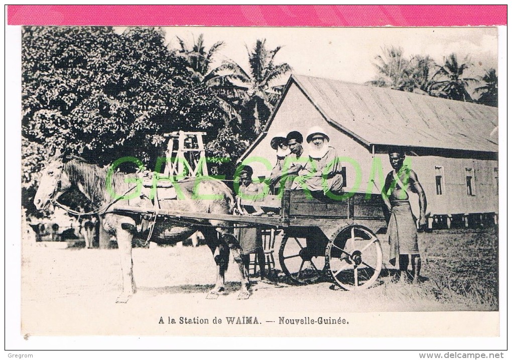 NOUVELLE GUINEE A La Station De WAIMA , Attelage , Ane , Cheval - Papouasie-Nouvelle-Guinée