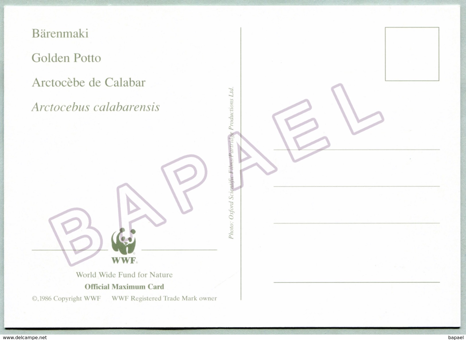 Enveloppe + Carte Postale FDC - République Du Congo (1998) - WWF (N° YT Du Timbre 1052) - Arctocèbe De Calabar - FDC