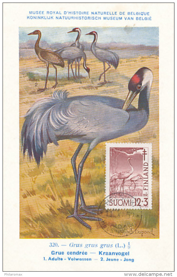 D26430 CARTE MAXIMUM CARD 1952 FINLAND - GRUS GRUE CRANE CP MUSEUM ORIGINAL - Maximum Cards & Covers