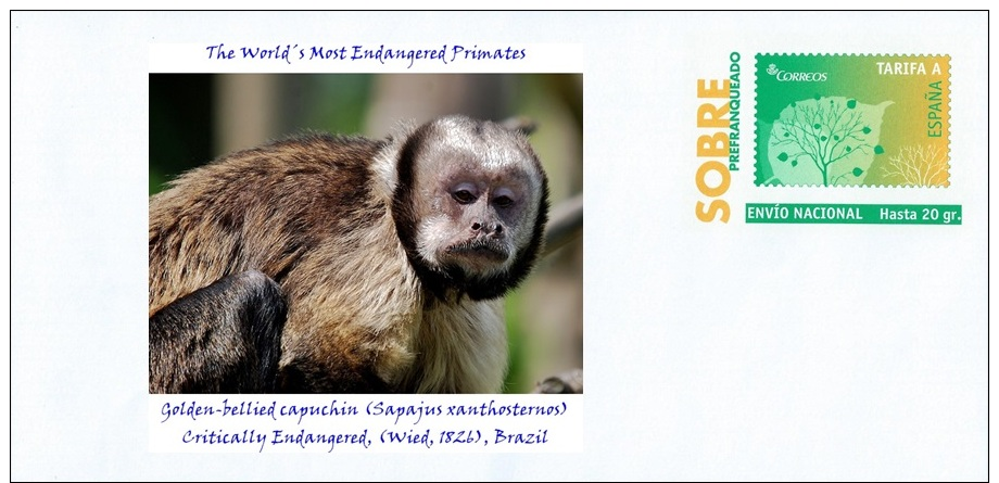 SPAIN, 2016 The World´s Most Endangered Primates, Golden-bellied Capuchin (Sapajus Xanthosternos), Brazil Monkeys Apes - Affen
