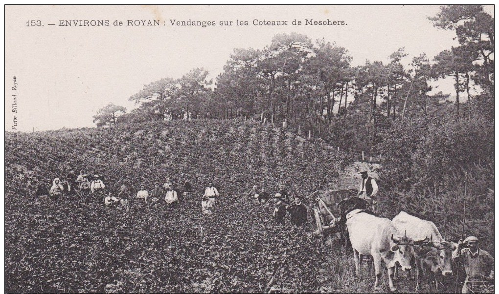 CPA:17. ENVIRONS DE ROYAN. VENDANGES SUR LES COTEAUX DE MESCHERS. BON ETAT - Autres & Non Classés