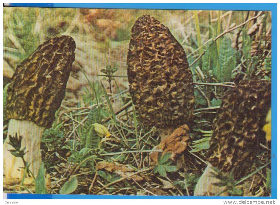 MUSHROOMS MORCHELLA PYRAMIDALIS  ROMANIA POSTCARD UNUSED - Mushrooms