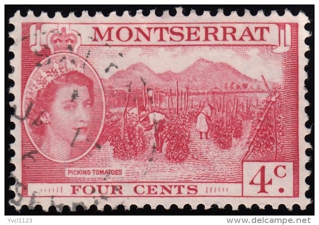 MONTSERRAT - Scott #132 Picking Tomatoes (*) / Used Stamp - Montserrat