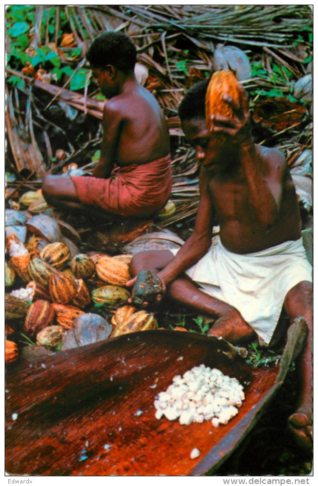 Native Boys Breaking Cocoa Pods, New Guinea, Papua New Guinea Postcard Unposted - Papua New Guinea