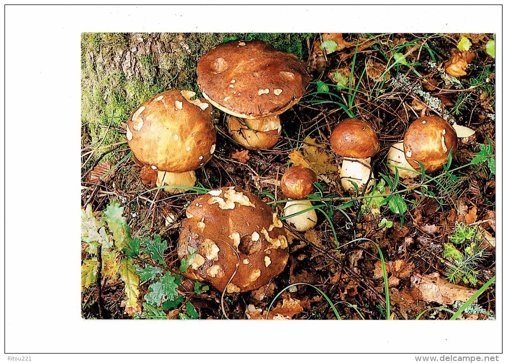 Cpm - Champignons Cépes - Champignon Cèpe - édit La Clé Des Champs  231 - 1994 - Pilze