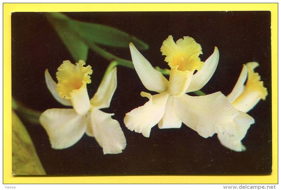 COSTA RICA - C. Wienthia , Flower , Collection Orquideas  Jorge Barrot. - Orchidees  Photo Eugenio Vargas - Costa Rica